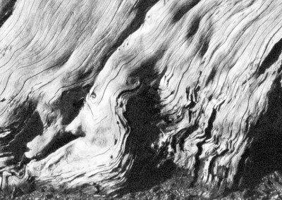 Edward Weston, Cypress - Galerie Stephen Hoffman - Munich