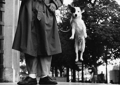 Elliott Erwitt's Dogs, Paris, France, 1989 © Elliott Erwitt/Magnum Photos