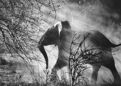 Sebastião Salgado, Elefant (Loxodonta africana), Kafue-nationalpark, Sambia, 2010, Galerie Stephen Hoffman, München