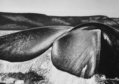 Sebastião Salgado, Südliche Glattwale (Eubalaena australis) Halbinsel Valdés, Argentinien, 2004, GSH Galerie Stephen Hoffman, München