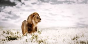 Klaus-Tietge-Pride-of-Africa-Galerie-Stephen-Hoffman