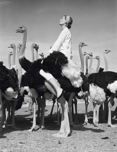 Norman Parkinson, Wenda und Strauße, 1951, Galerie Stephen Hoffman, München