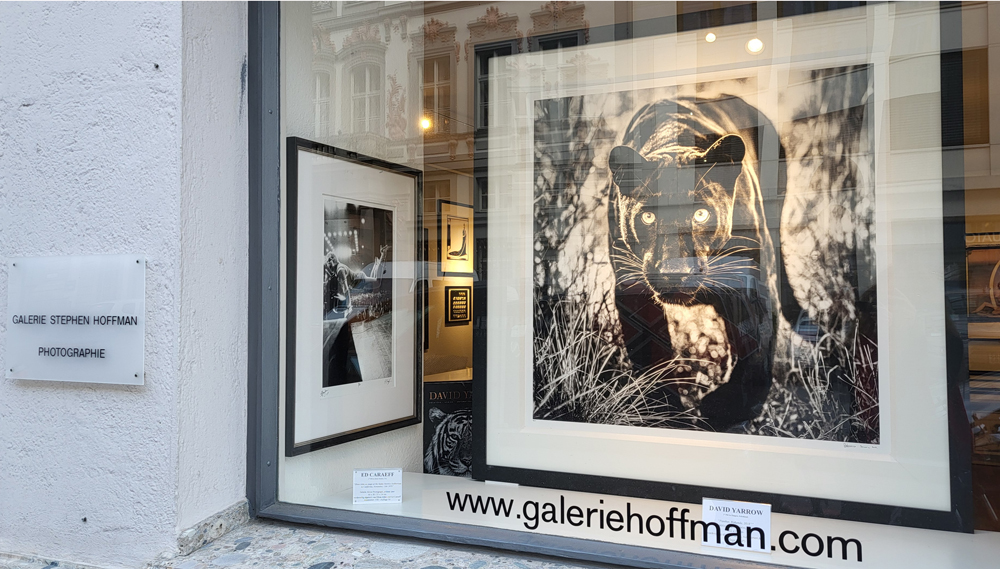 David Yarrow, Panter, Galerie Stephen Hoffman - Foto: Helga Waess