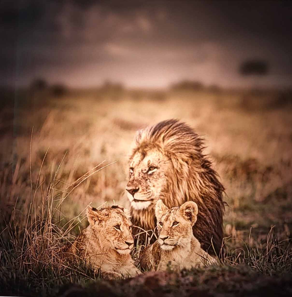 Klaus Tiedge - Löwen - Galerie Stephen Hoffman